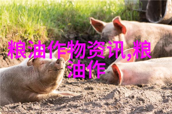 黑豆的功效与作用及食用方法